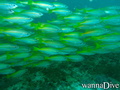 scuba diving photo