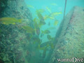 scuba diving photo