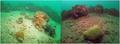 scuba diving photo