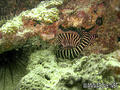 scuba diving photo