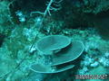 scuba diving photo