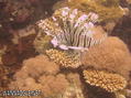 scuba diving photo
