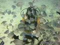 scuba diving photo