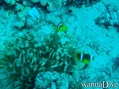 foto de buceo