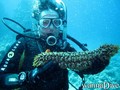 scuba diving photo