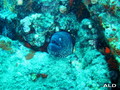 scuba diving photo