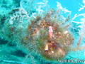 scuba diving photo