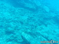scuba diving photo