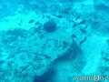 scuba diving photo