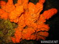 scuba diving photo