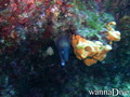 foto de buceo