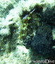 foto de buceo
