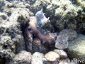 foto de buceo