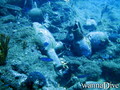 scuba diving photo