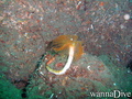 scuba diving photo