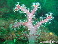 scuba diving photo
