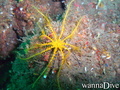 scuba diving photo