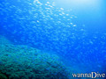 scuba diving photo