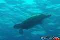 scuba diving photo