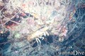 foto de buceo