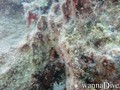 scuba diving photo