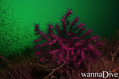scuba diving photo