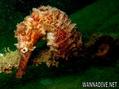 foto de buceo