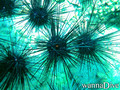 scuba diving photo