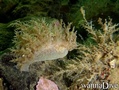scuba diving photo