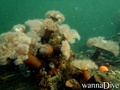 scuba diving photo