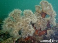 scuba diving photo