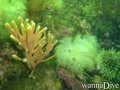 scuba diving photo