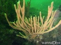 scuba diving photo
