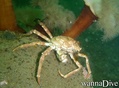 scuba diving photo