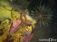 scuba diving photo