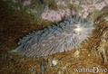 scuba diving photo