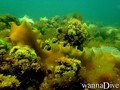 scuba diving photo
