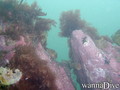 scuba diving photo