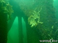 scuba diving photo
