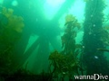 scuba diving photo