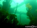 scuba diving photo