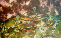 foto de buceo