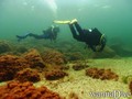 scuba diving photo