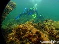 scuba diving photo
