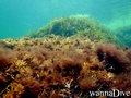 scuba diving photo
