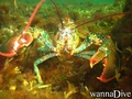 scuba diving photo