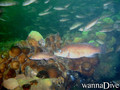 scuba diving photo