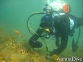 scuba diving photo