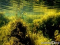 scuba diving photo