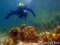 scuba diving photo